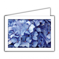Greeting card | Blue hydrangea